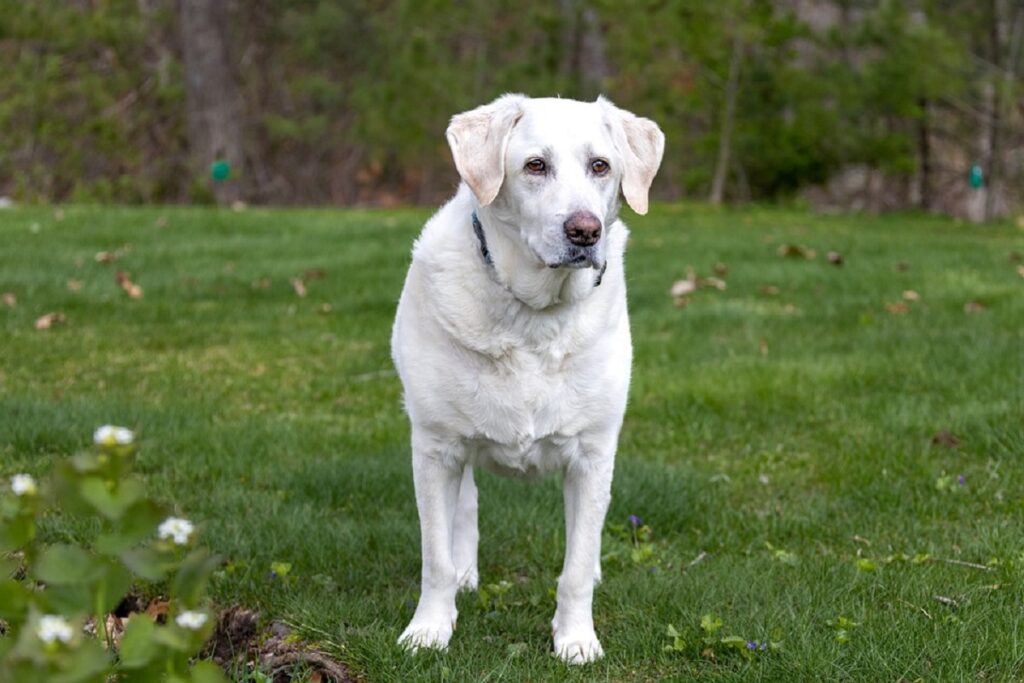 races de chiens moyennes à petites
