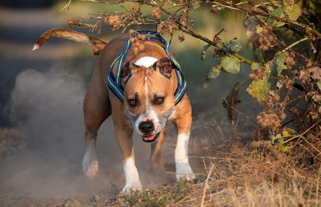 chiens de taille moyenne
