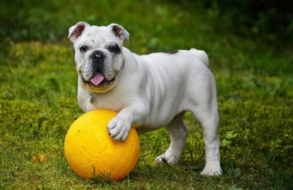 chiens de taille moyenne
