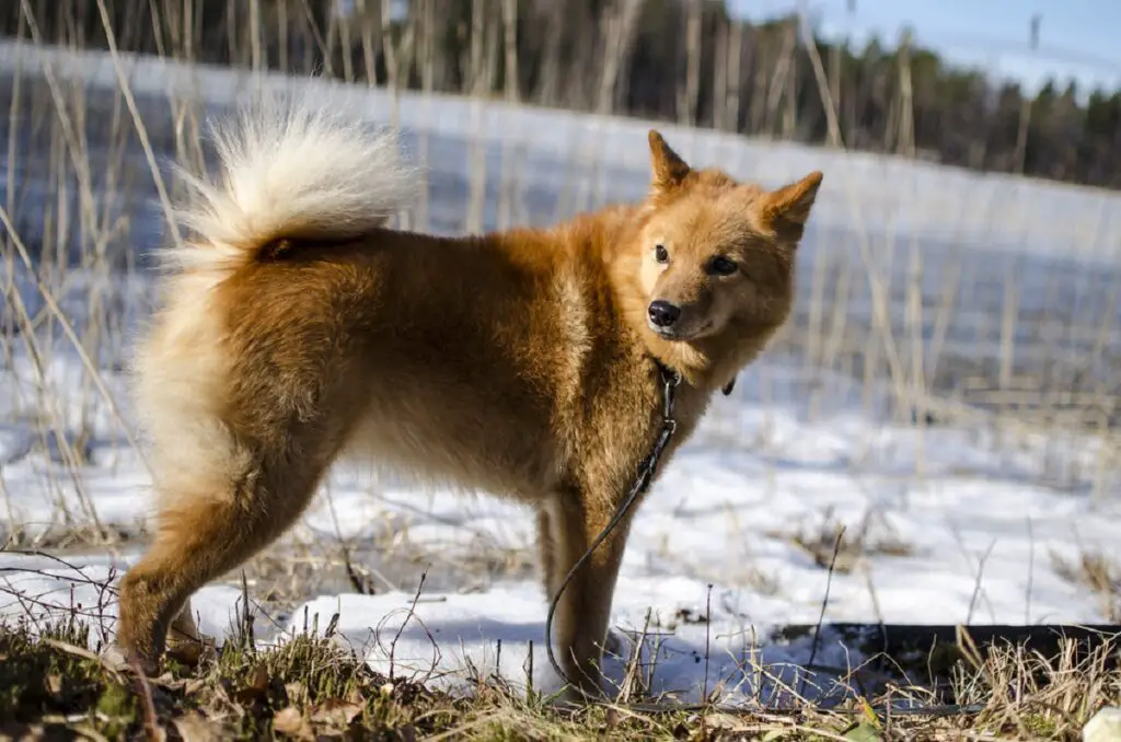 chiens de taille moyenne
