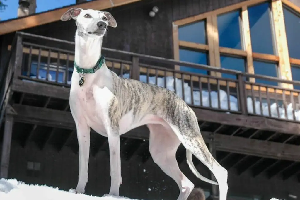 chien whippet miniature