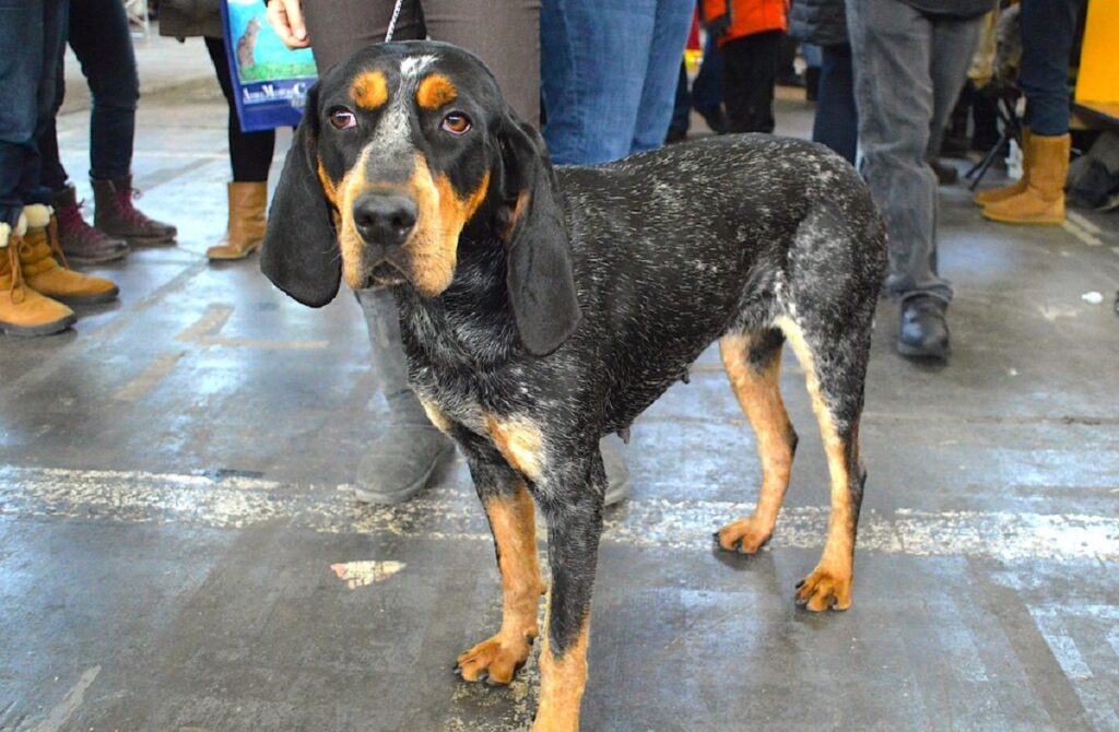 mélanger les races de chiens