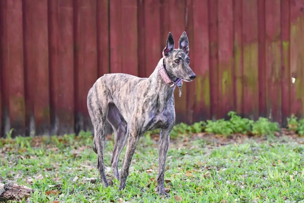 race de chien la plus ancienne
