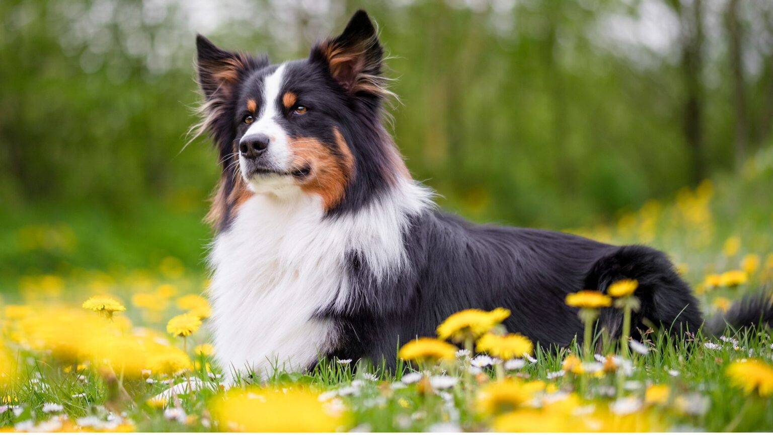 Les Plus Belles Races De Chiens