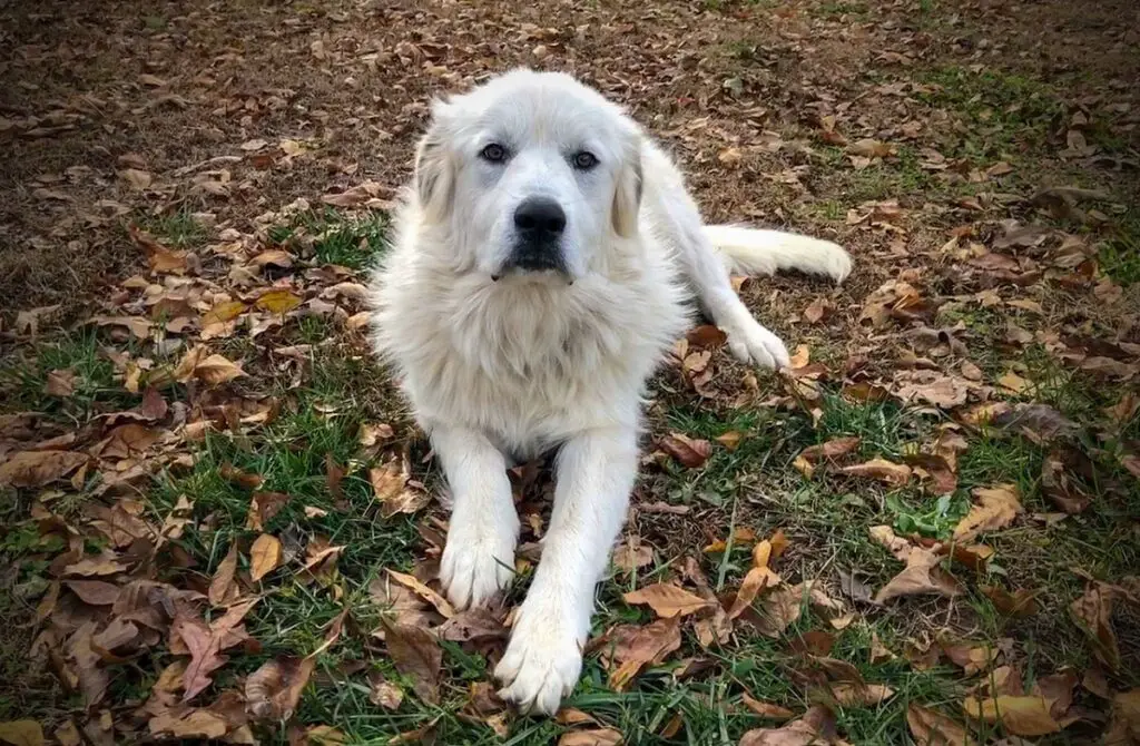 races de chiens les plus déloyales
