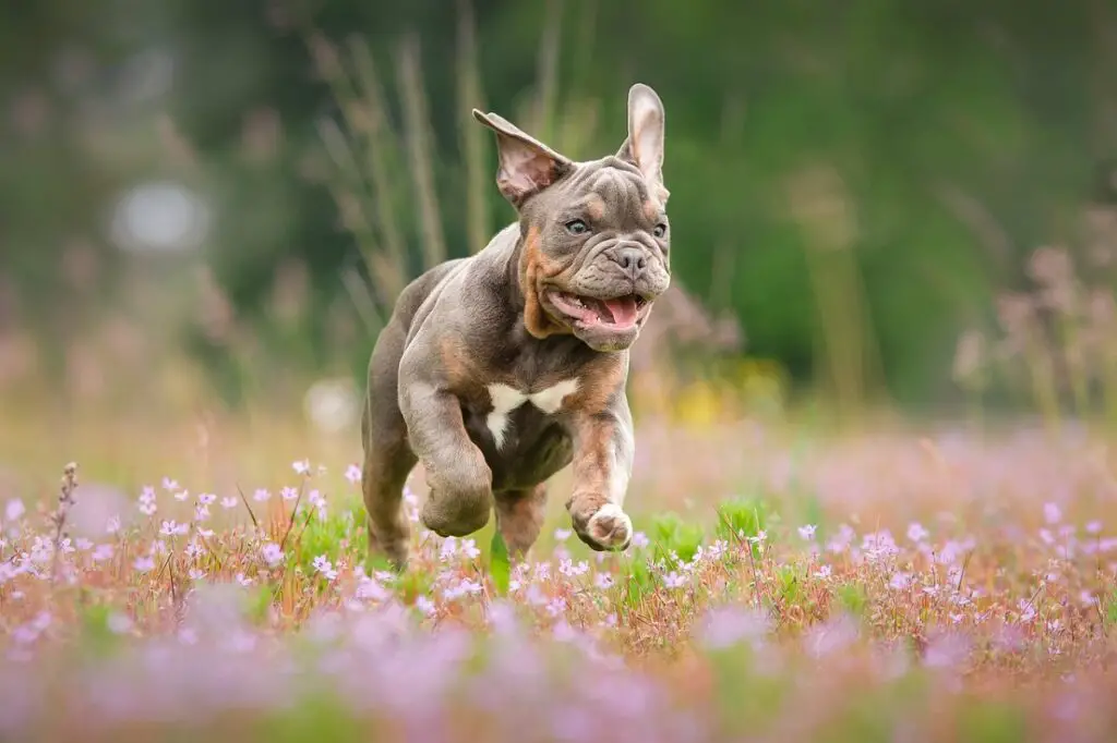 races de chiens les plus amicales
