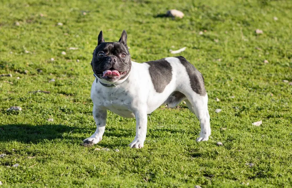 races de chiens les plus fidèles et protectrices
