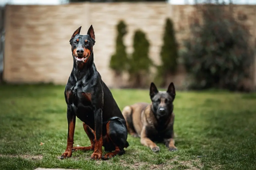 chien le plus fidèle
