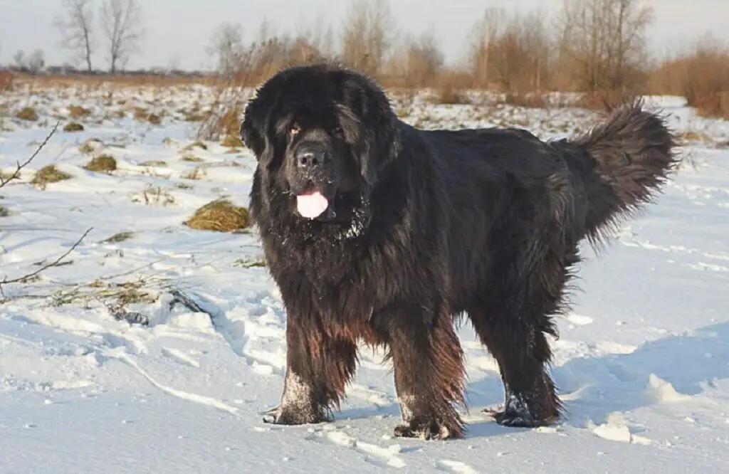 race de chien la plus fidèle
