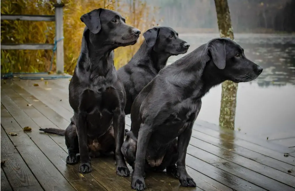 les chiens les plus fidèles
