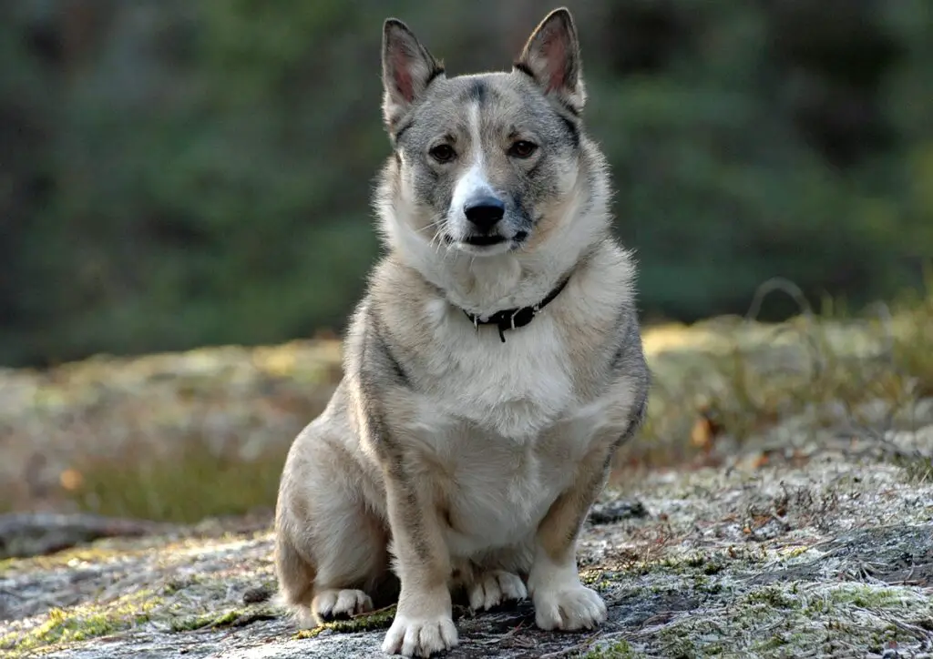 races de chiens les plus uniques
