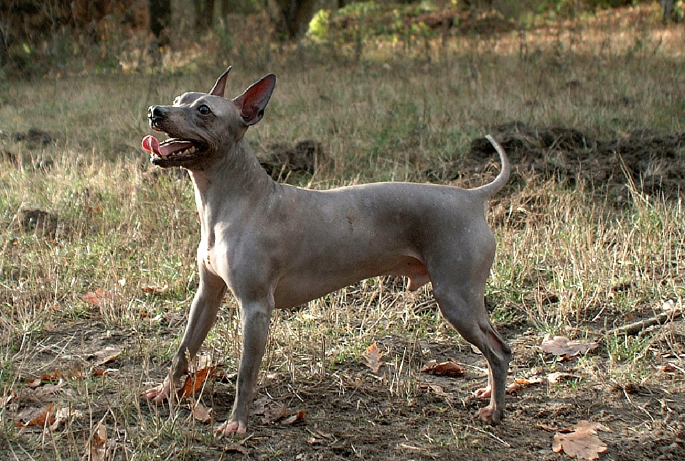 races de chiens nus
