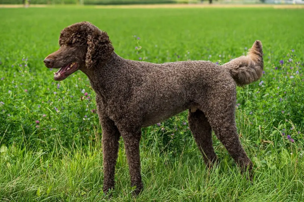 les plus belles races de chiens
