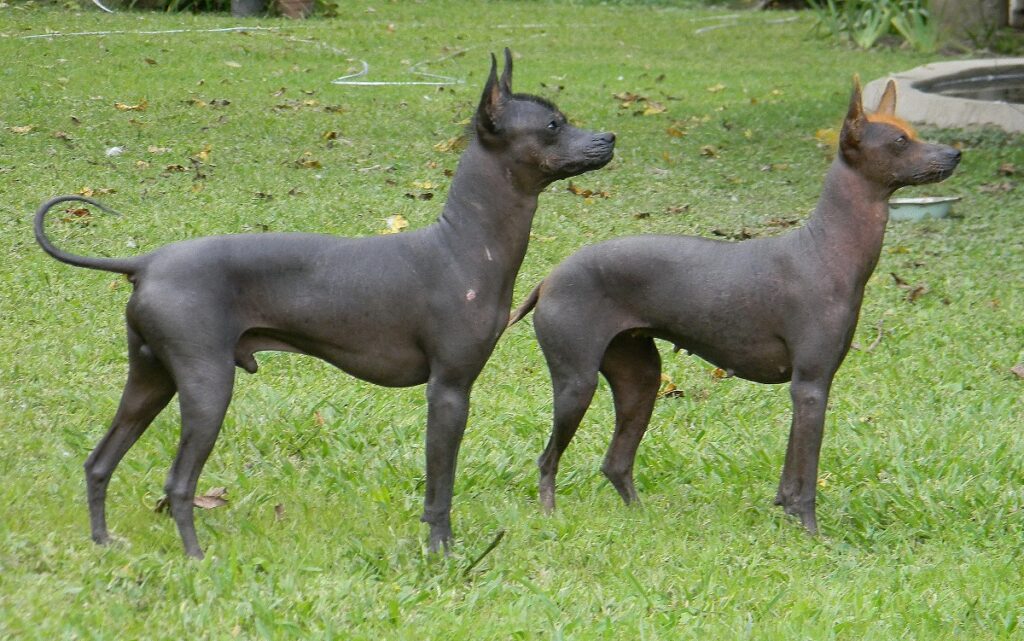 pas de chien à poil
