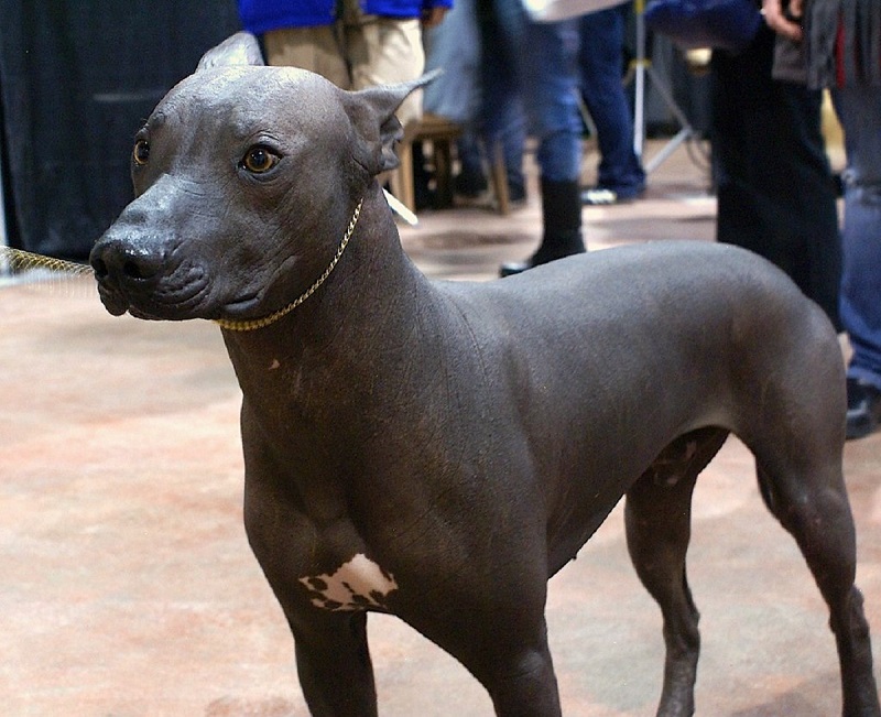 races de chiens qui ne muent pas
