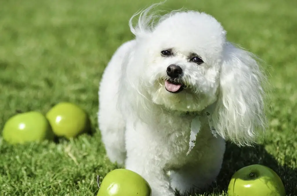 chiens à excrétion minimale