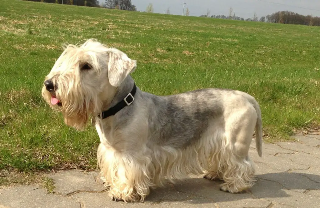 races de chiens obscures
