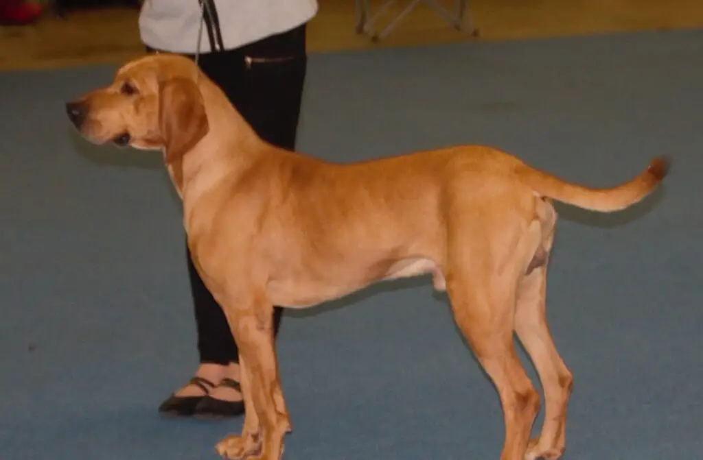 vieilles races de chiens de chasse