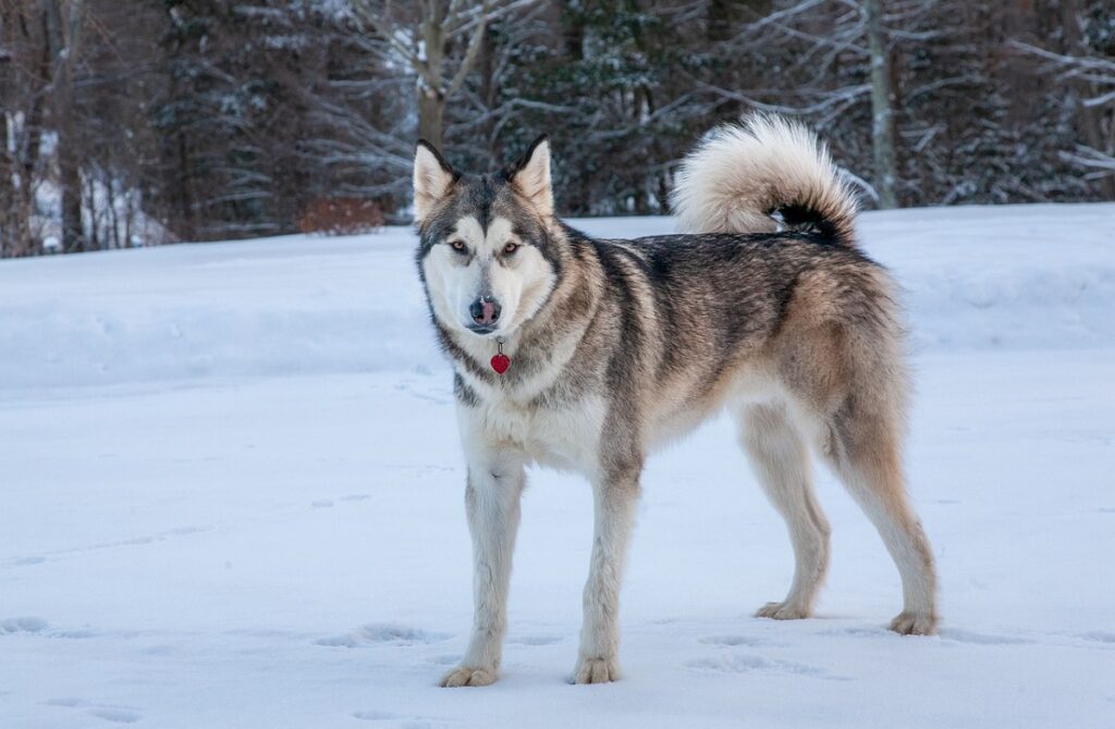 photos de races de chiens
