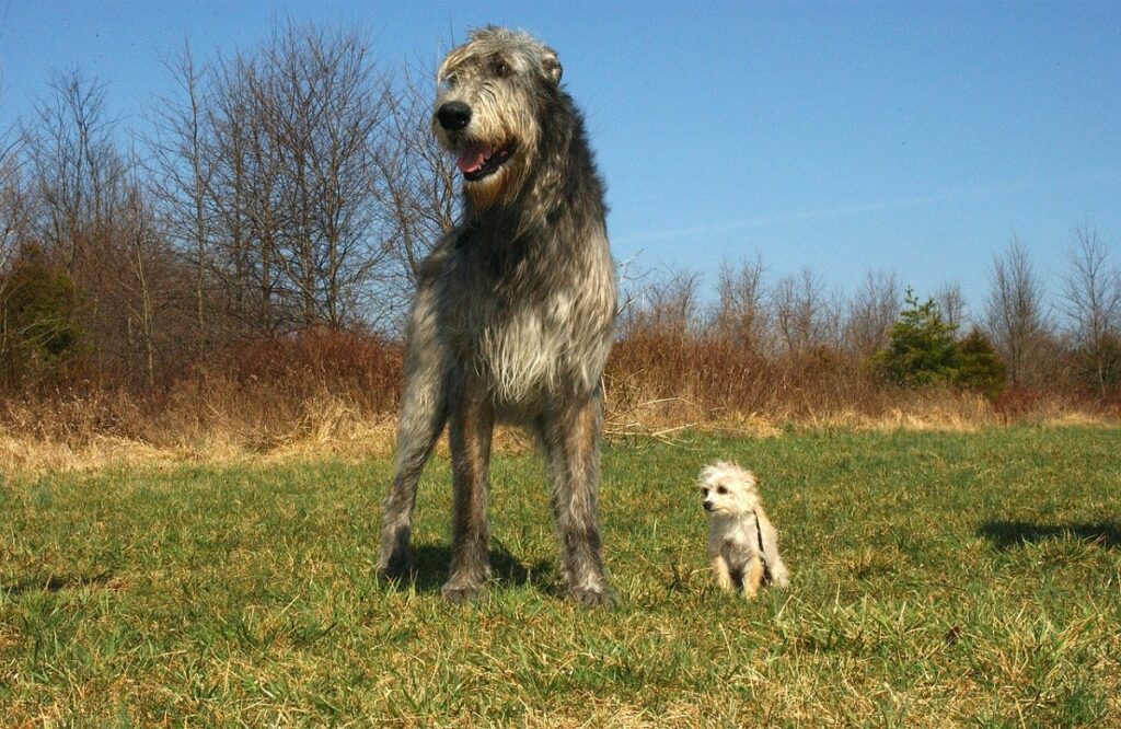 photos de chiens de grande race
