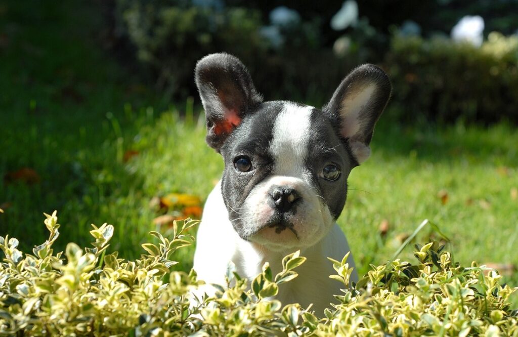 Frenchie au visage de tarte