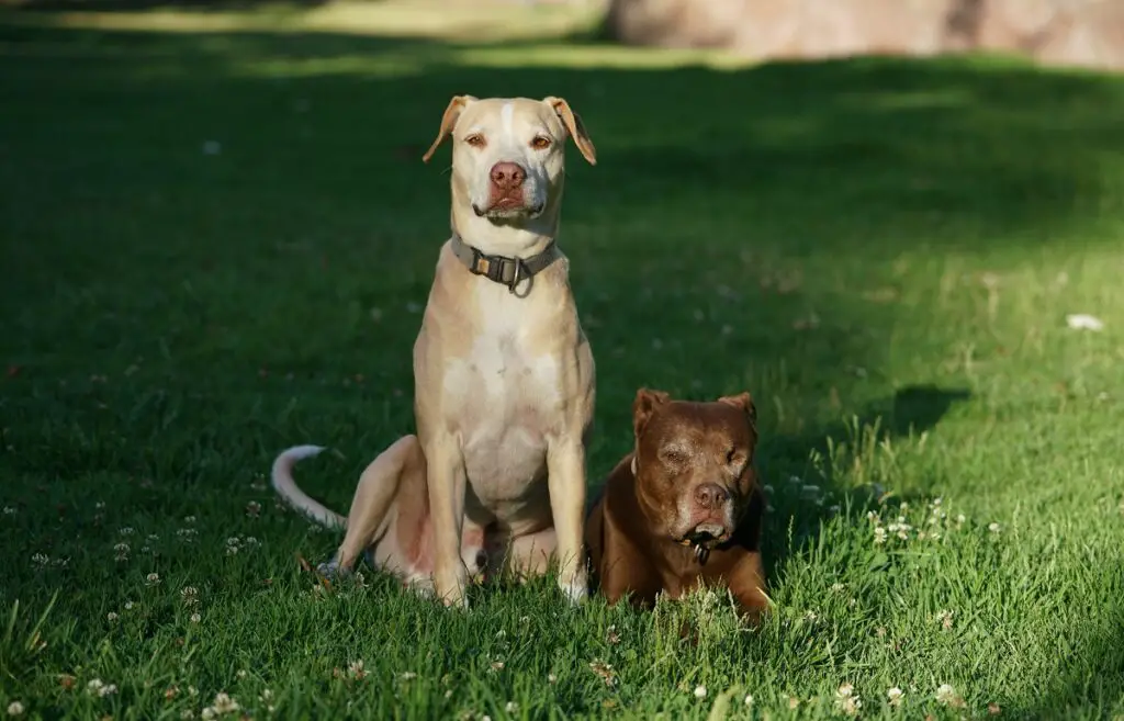 espérance de vie d'un pit-bull
