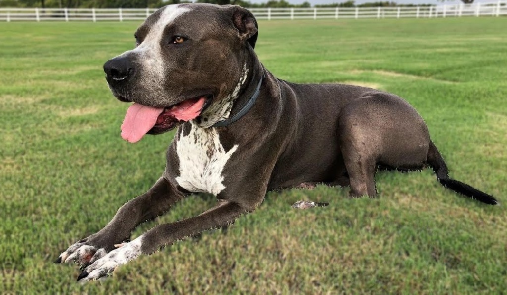 chiot mélange pitbull terrier
