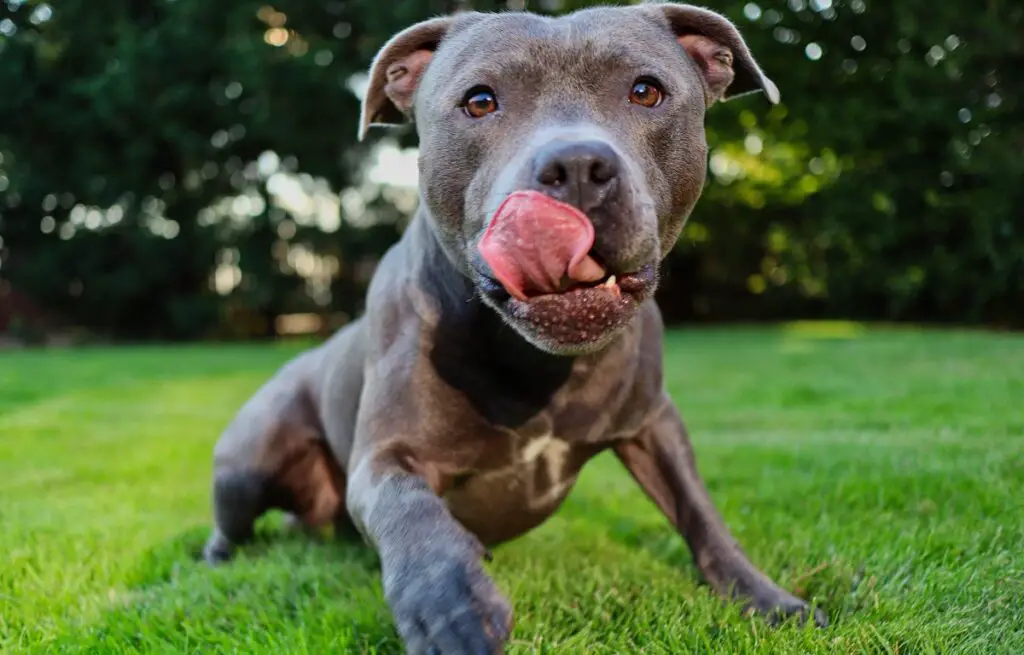 combien de temps vivent les pitbulls - durée de vie du chien