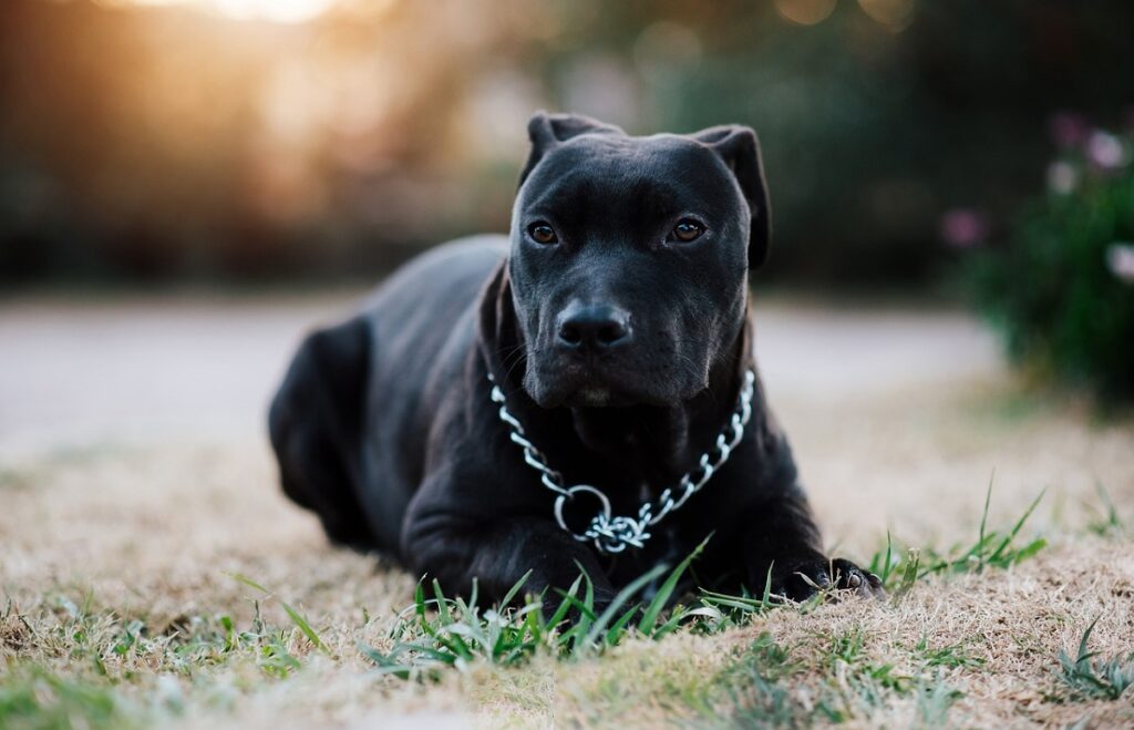 durée de vie moyenne d'un pitbull
