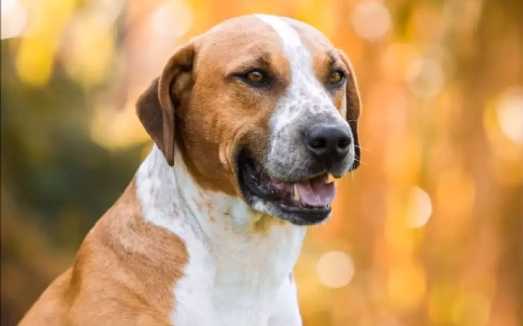 races croisées pitbull
