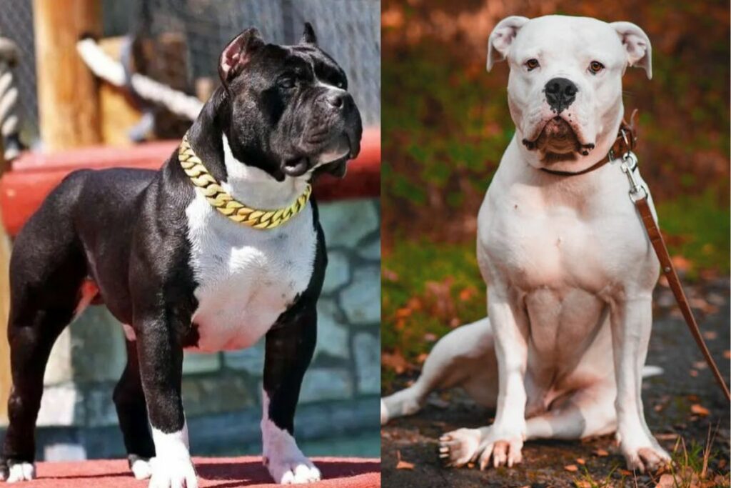 pitbulls contre bouledogues