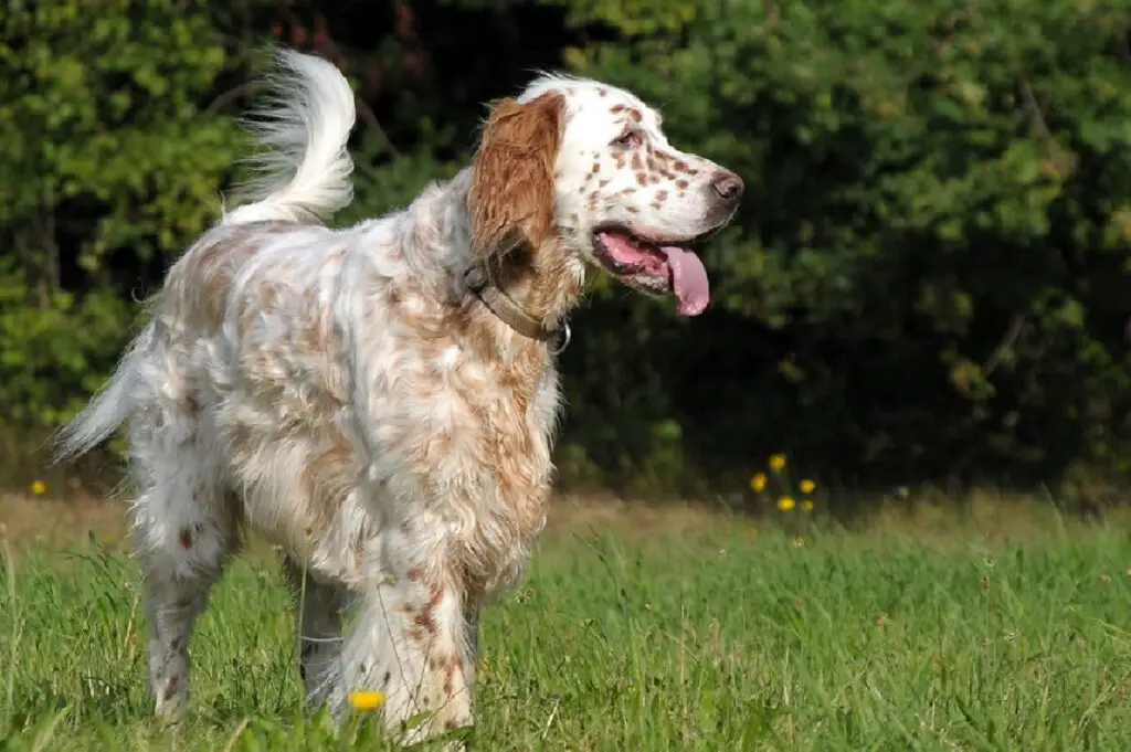 chien passeur de points