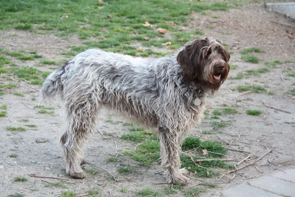 grandes races de chiens à poil dur