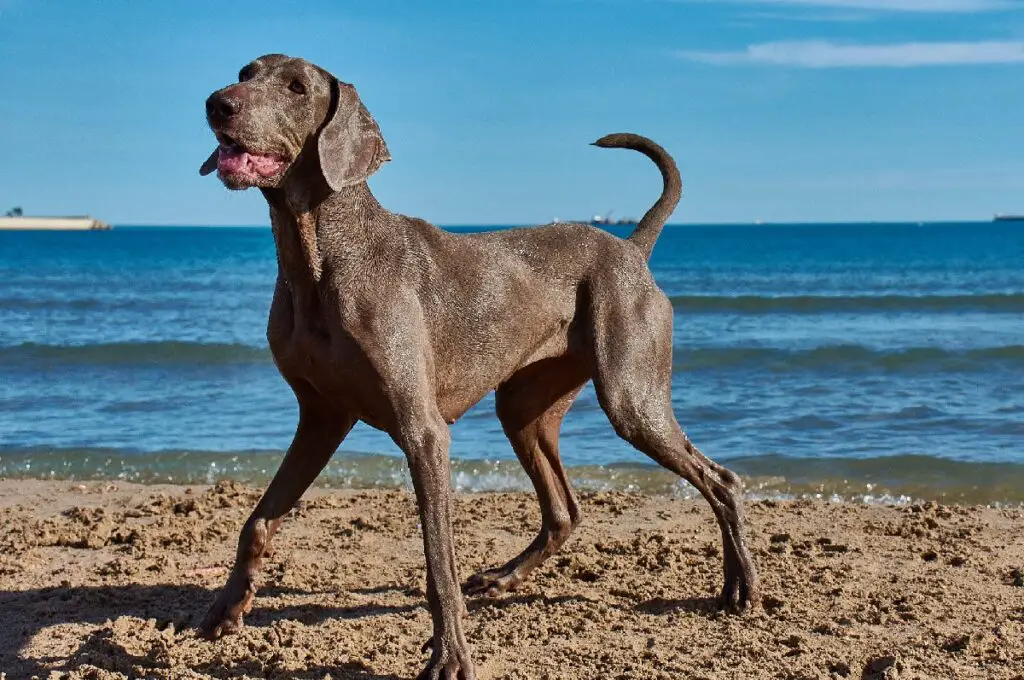 race de chien d'arrêt