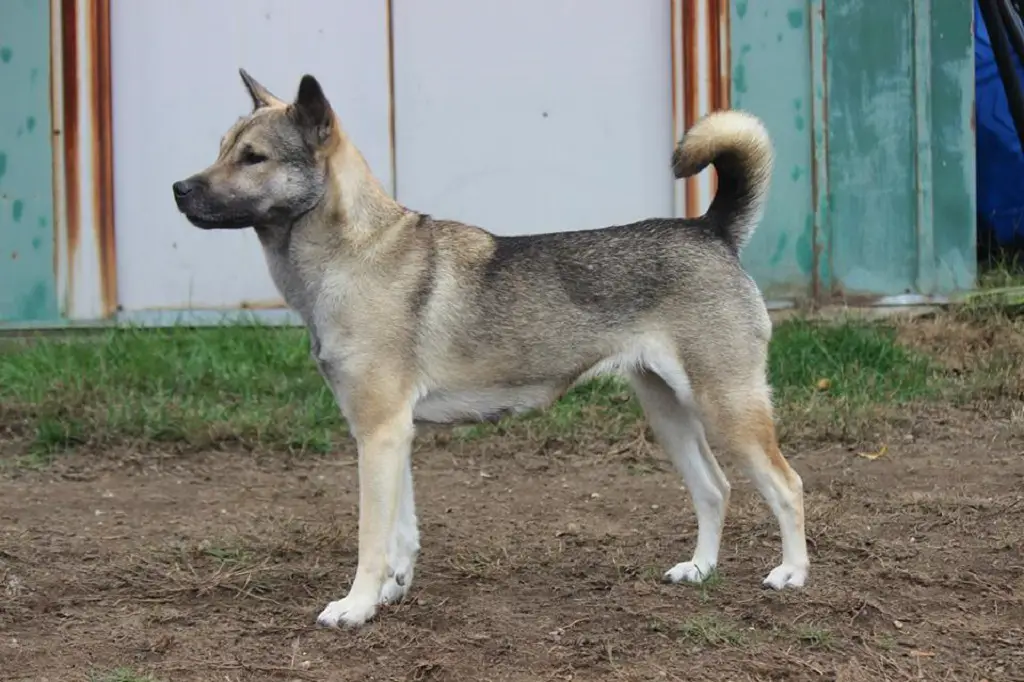 chien de chasse japonais
