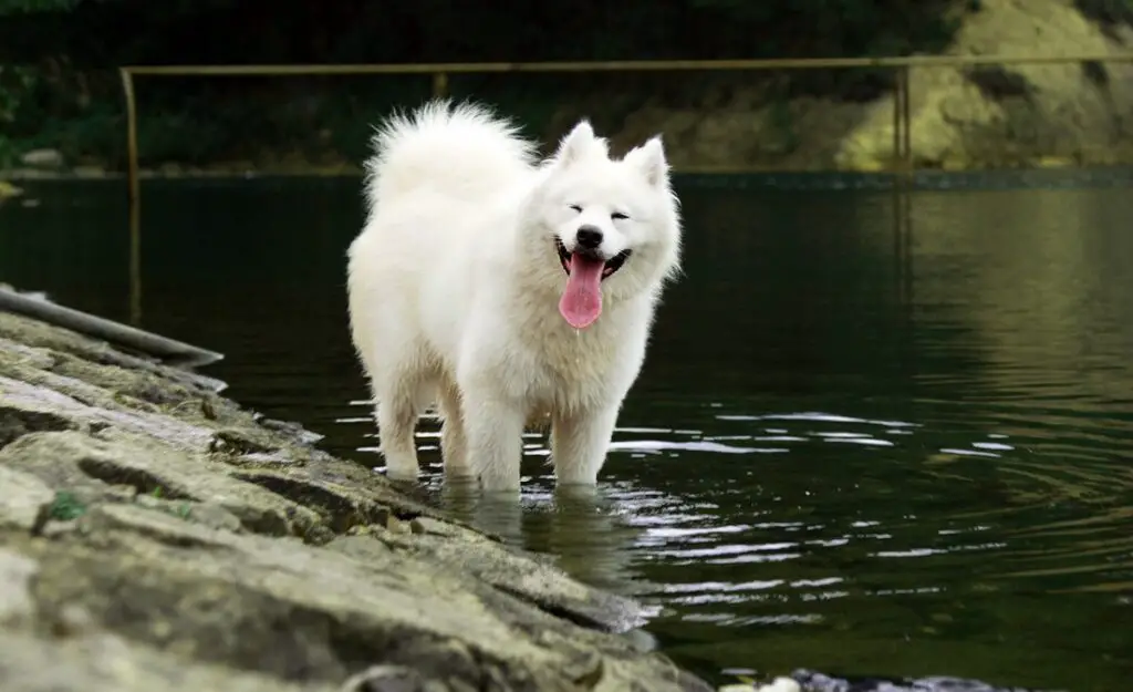 les plus belles races de chiens
