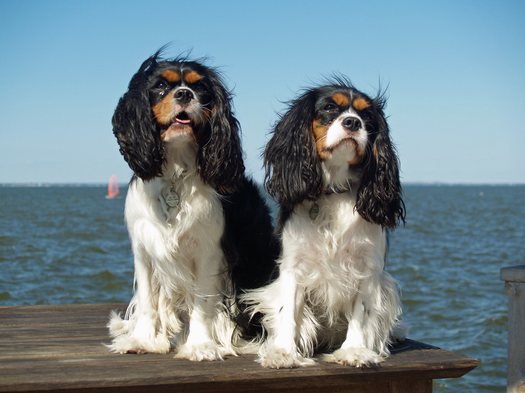 le plus beau chien du monde
