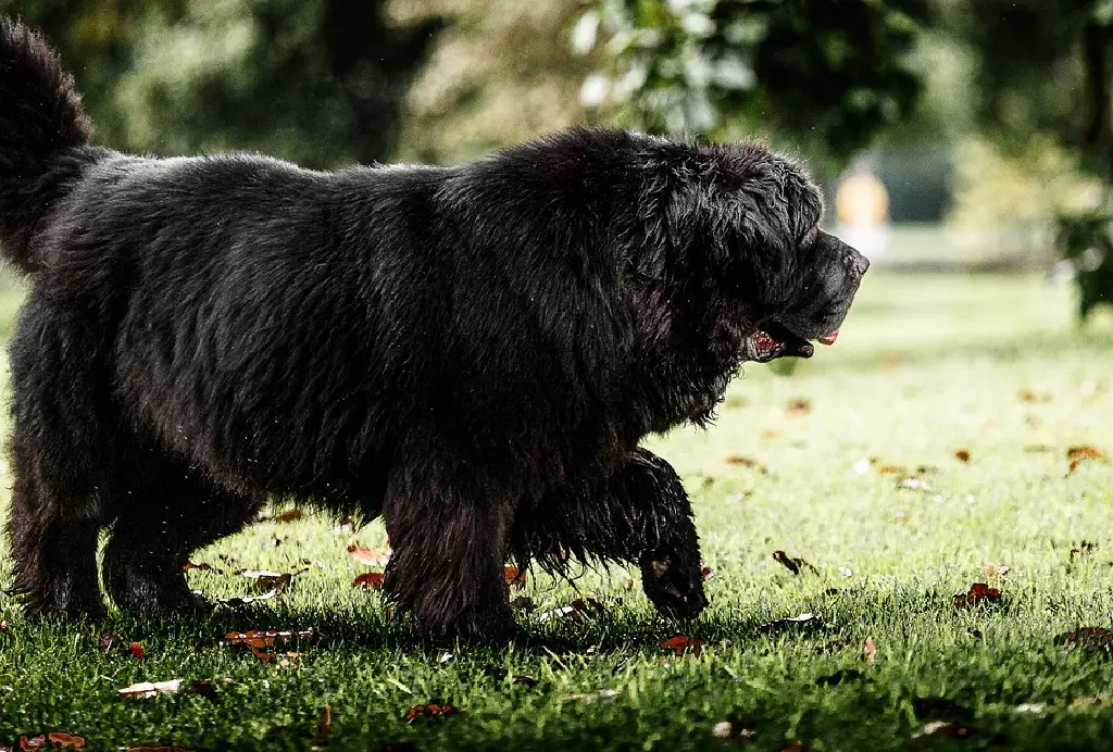 des chiens assez gros
