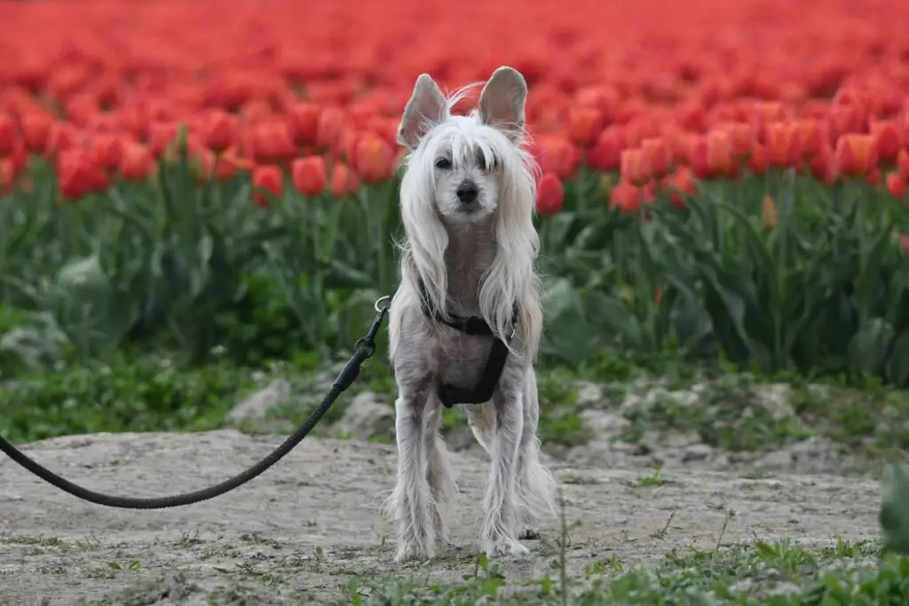 jolies races de chiens
