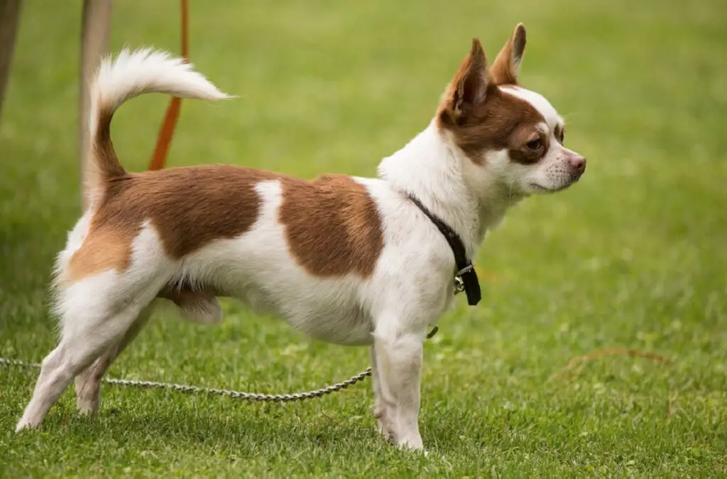 petits chiens protecteurs
