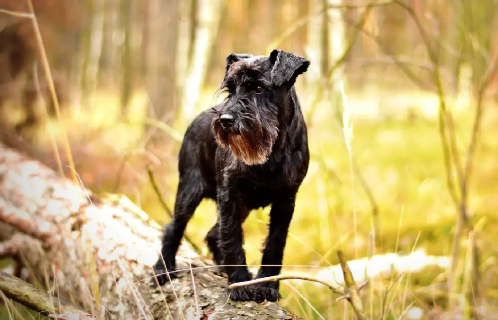 meilleure race pour chien d'assistance 