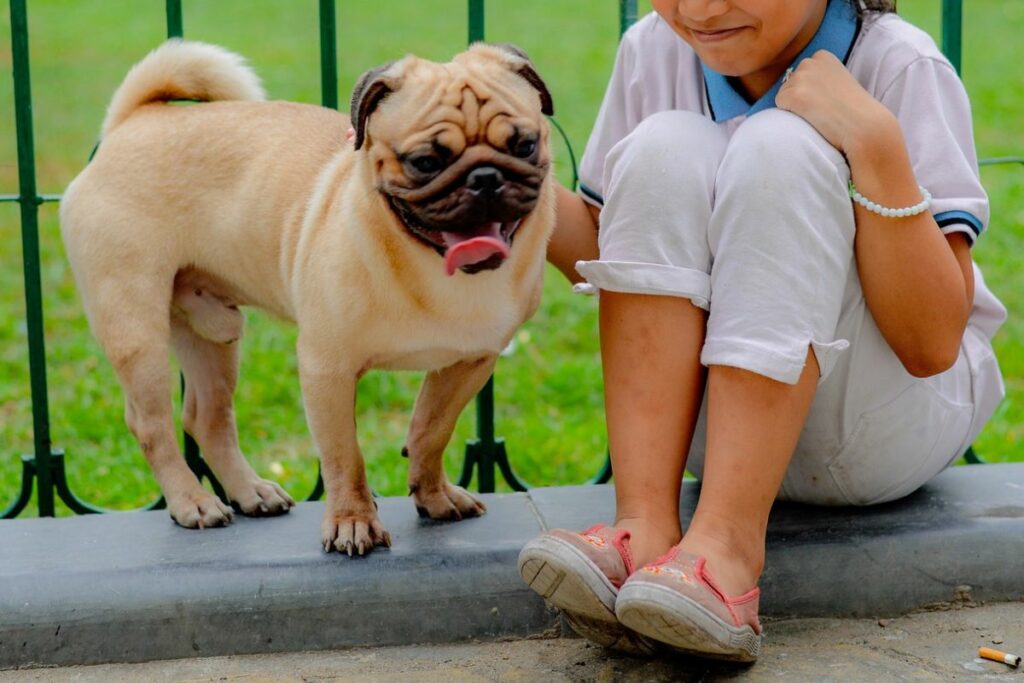 personnalité carlin ou bouledogue français