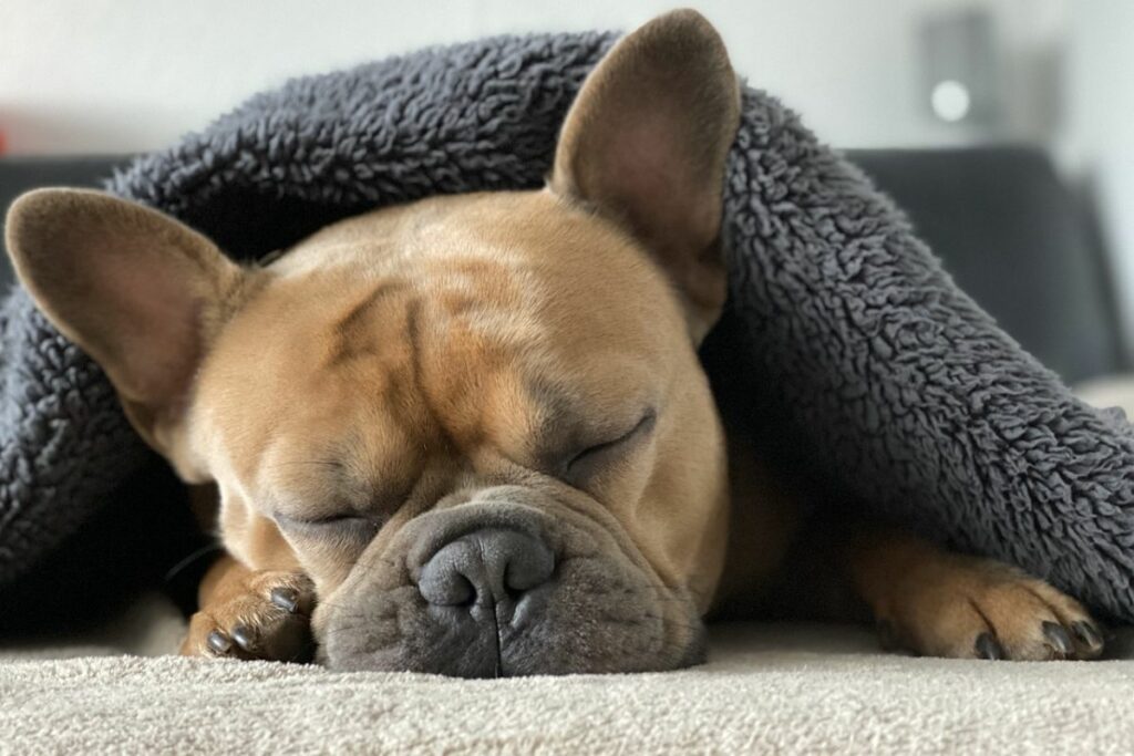 problèmes de santé carlin vs bouledogue français