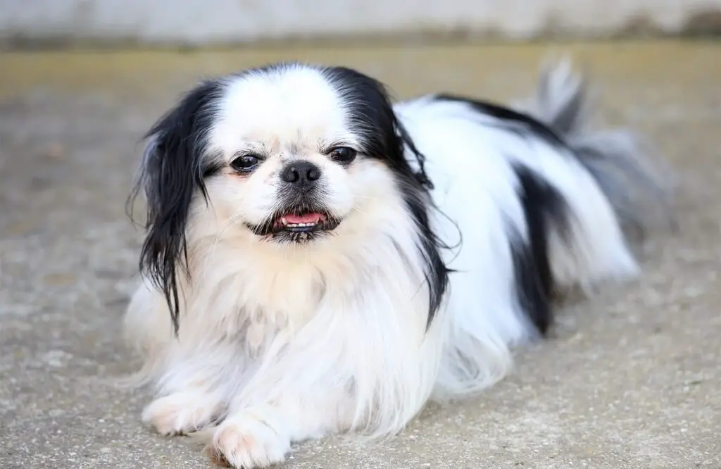 chiot chien noir et blanc
