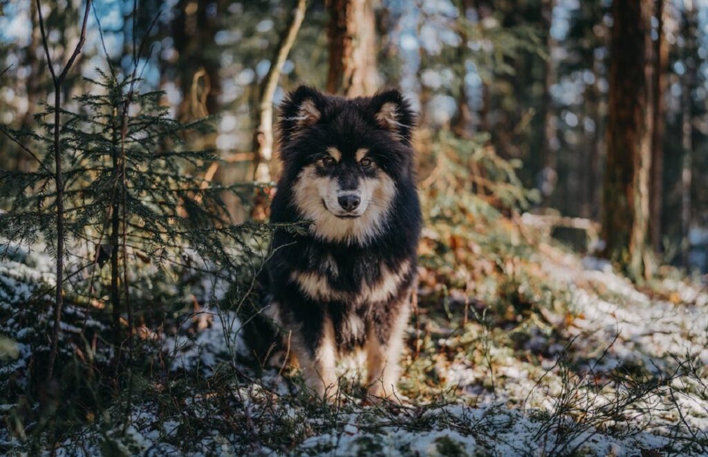 races rares de chiens de berger
