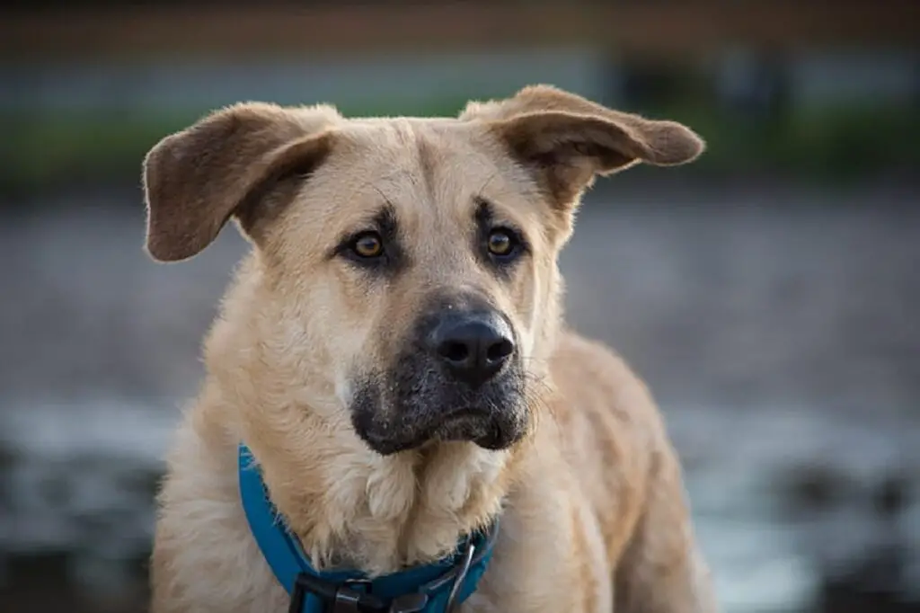 race de chien rare et impaire
