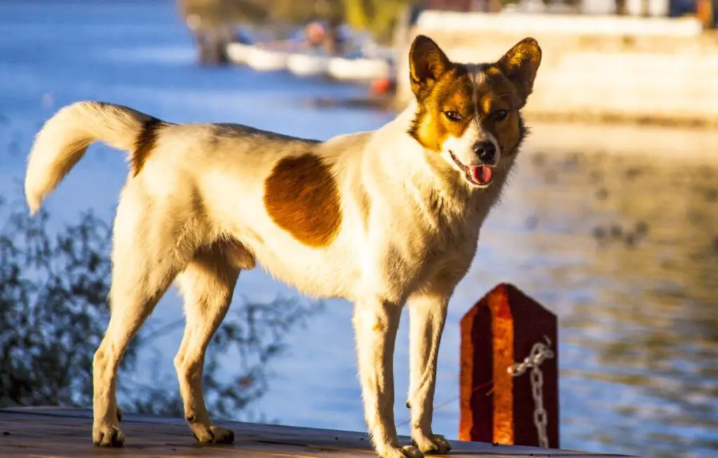 races rares de petits chiens
