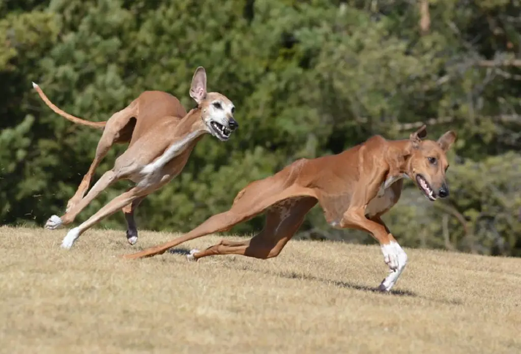 races de chiens les plus rares
