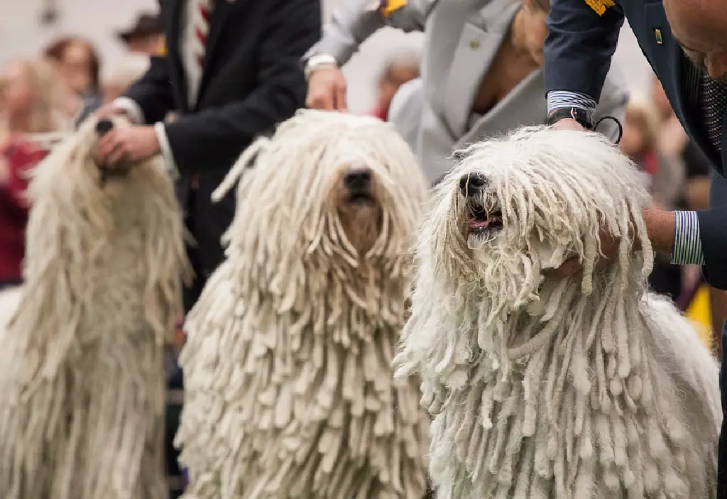 chien le plus rare au monde
