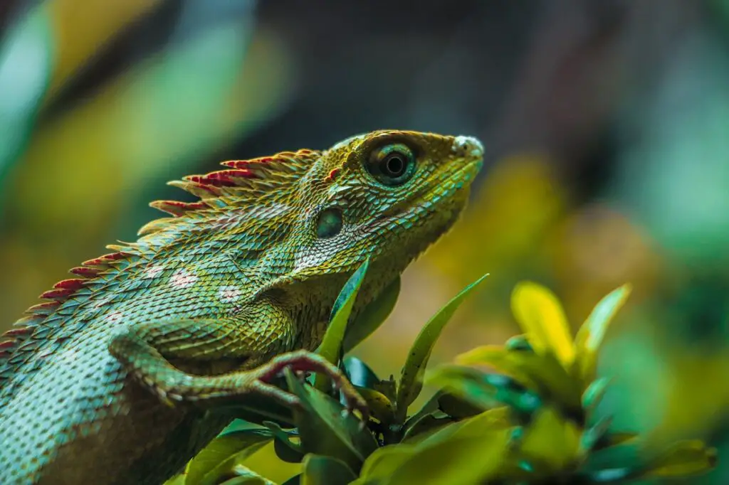 animal préféré le plus commun
